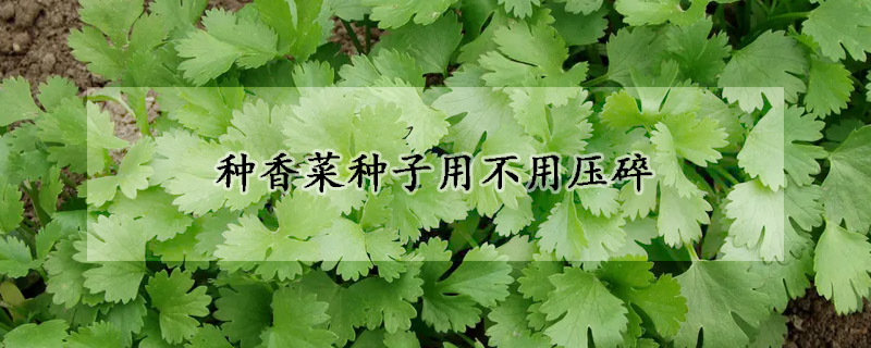 种香菜种子用不用压碎