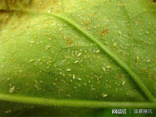 病毒清除的手段和原理_病毒清理图片_犇牛病毒怎么清楚