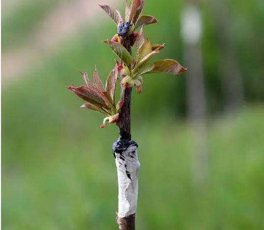 樱桃园的进化论：樱桃嫁接技术的应用如何提升樱桃树的产量与品质