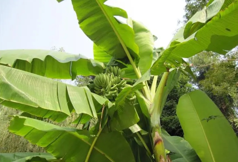 从叶脉到根系，深度剖析芭蕉单子叶植物还是双子叶植物？