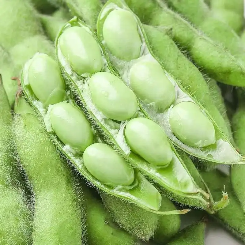 毛豆的收货成熟季节故事，夏季餐桌上的绿色佳肴