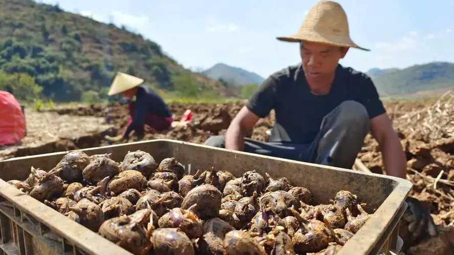 荸荠成熟季：深秋初冬的甜美盛宴，你准备好迎接了吗？