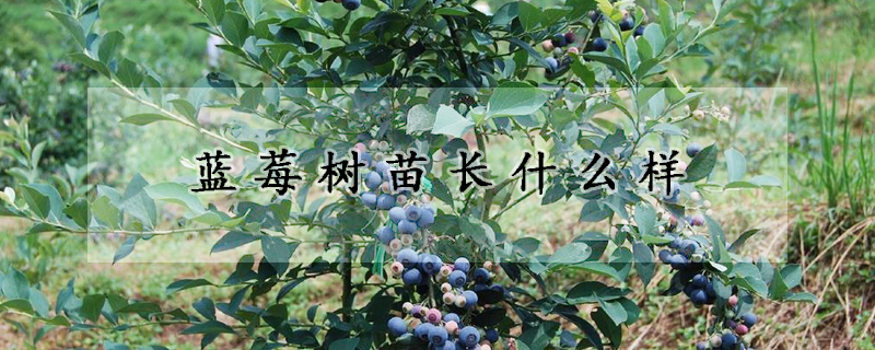 蓝莓树苗长什么样