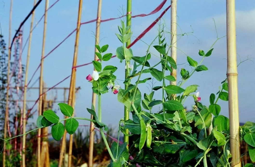 荷兰豆种植要搭架子吗？看完本文搭架子与不搭架子你怎么选择