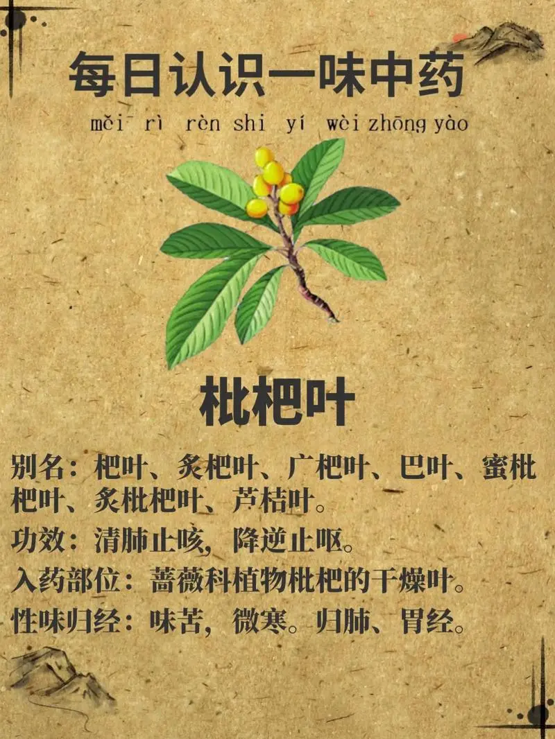 枇杷叶的作用医疗价值功能介绍，从润肺到美容，一味多效的养生圣品！