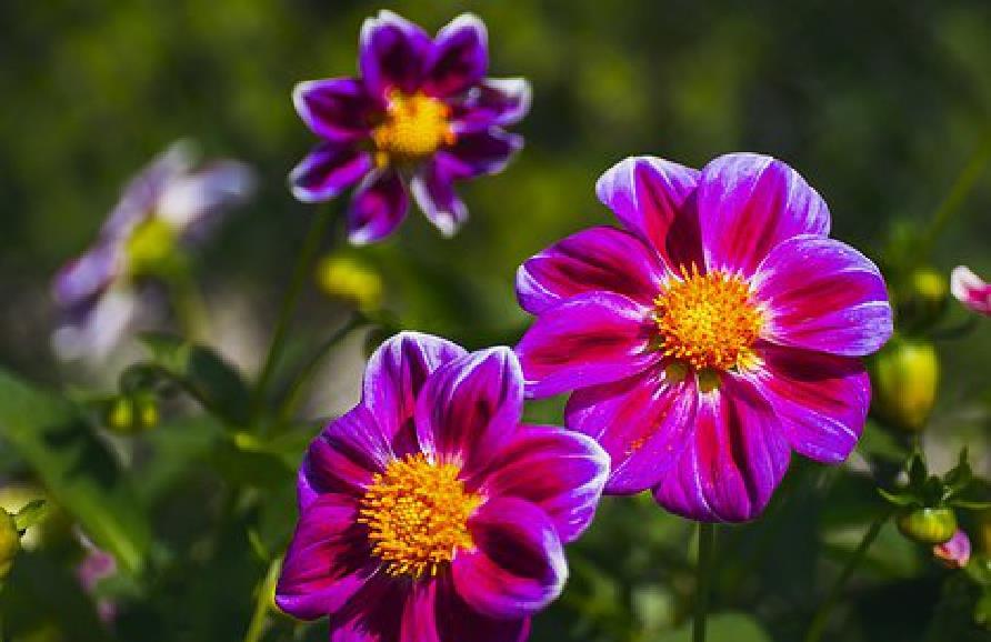 双击我的电脑后打不开_双击电脑打开后怎么关闭_双击电脑打开后黑屏