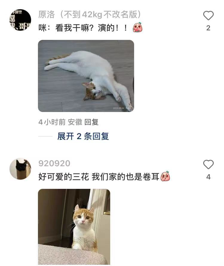 小乖猫咬着枕头陪主人共眠，萌翻小红书网友