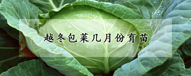 越冬包菜几月份育苗