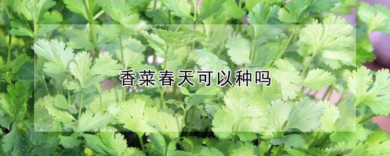 香菜春天可以种吗