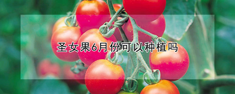 圣女果6月份可以种植吗