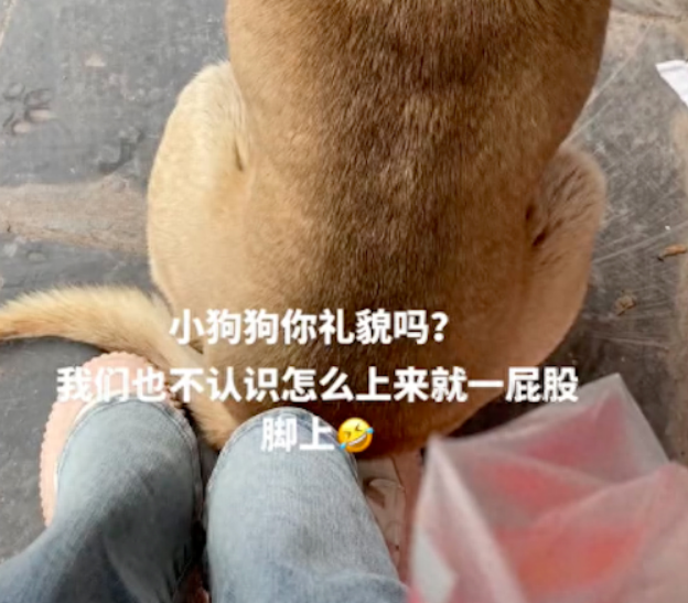 女生坐在路边休息，不认识的狗狗一屁股坐在她脚上