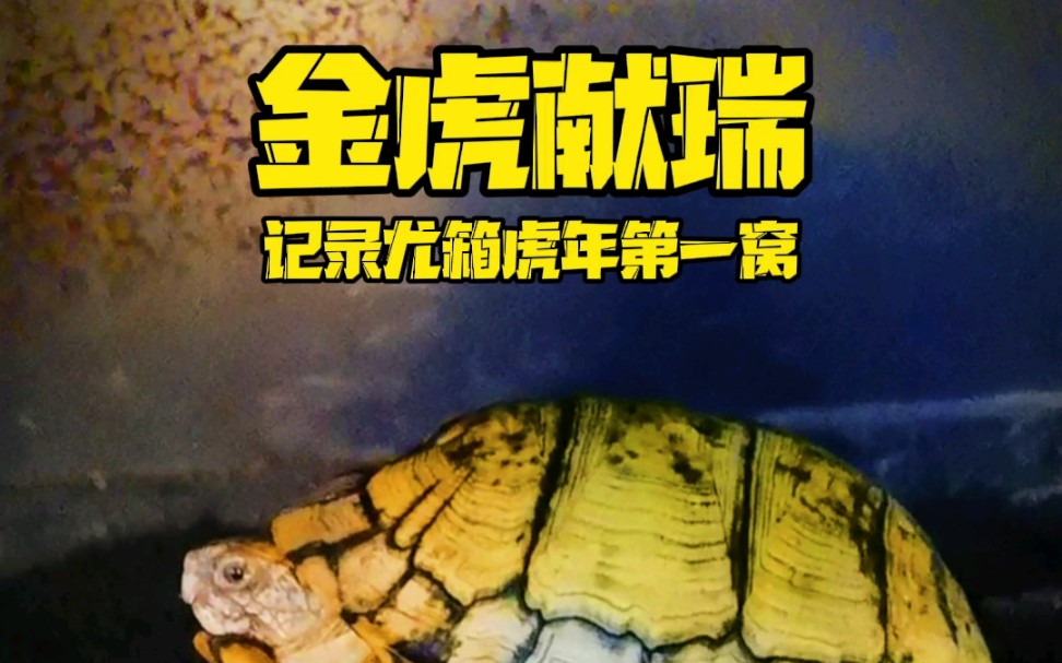 金虎养殖方法和注意事项_金虎怎么养殖不变形_金虎的养殖方法
