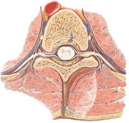后背疼前胸胸椎疼_胸椎 前胸后背疼_后背疼前胸胸椎疼痛