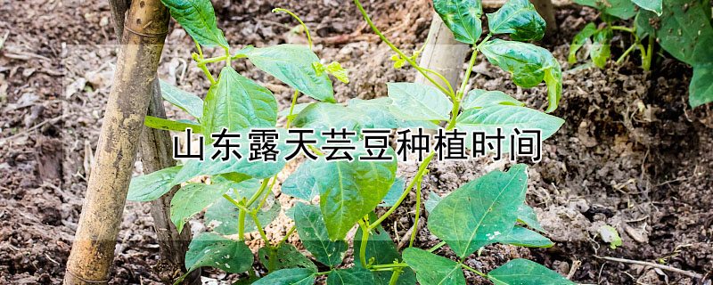 山东露天芸豆种植时间