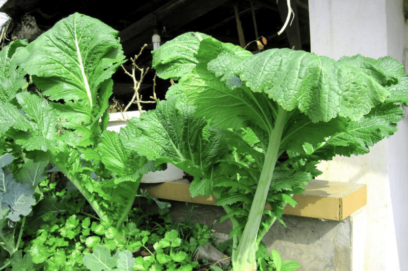 芥菜长什么样子？芥菜绝美图片集大赏