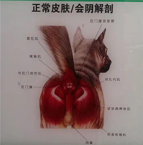 肛门扩大经历失禁会怎么样_肛门扩大经历失禁怎么治疗_肛门扩大失禁的经历