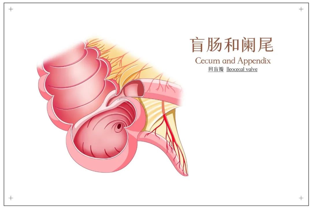 急性阑尾炎术后护理诊断_急性阑尾炎术后护理诊断_急性阑尾炎术后常见的护理诊断