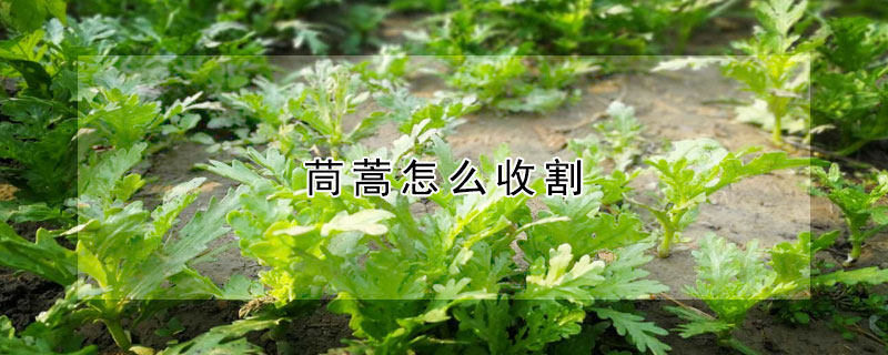 茼蒿怎么收割