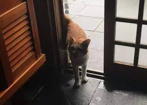 下雨天猫咪进门避雨，雨停了也不走