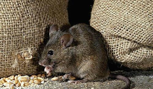 肺炎克雷白杆菌肺炎_肺炎克雷白_肺炎克雷伯菌