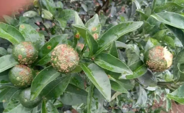 沃柑溃疡病肆虐?别怕,这里有最全的防治方案打造无病害果园!
