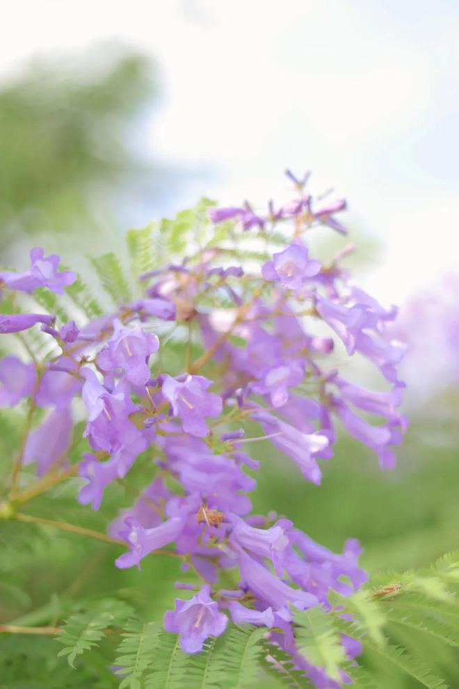 电控硅油风扇工作原理_电控硅油风扇工作原理_电控硅油风扇工作原理