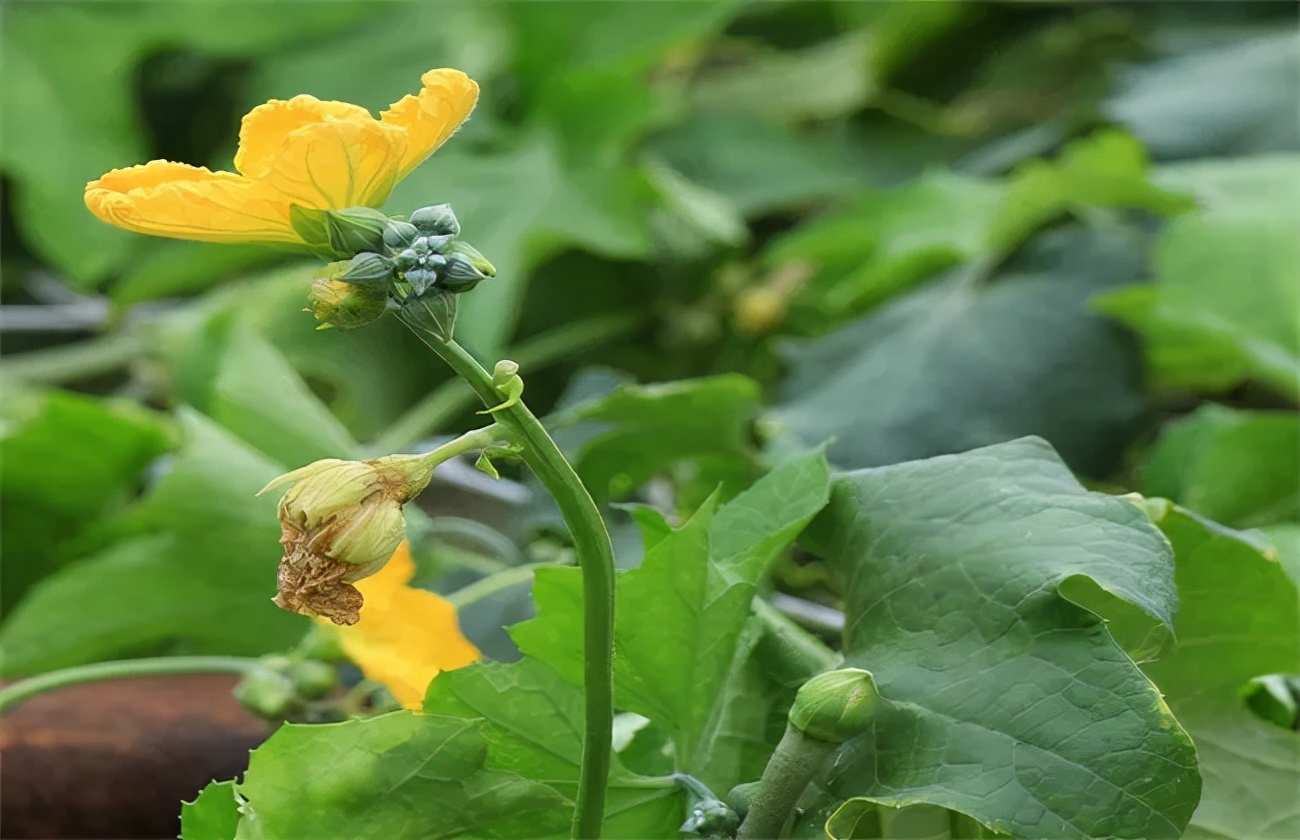 丝瓜烂花柱病因探秘，对症急救防治方法