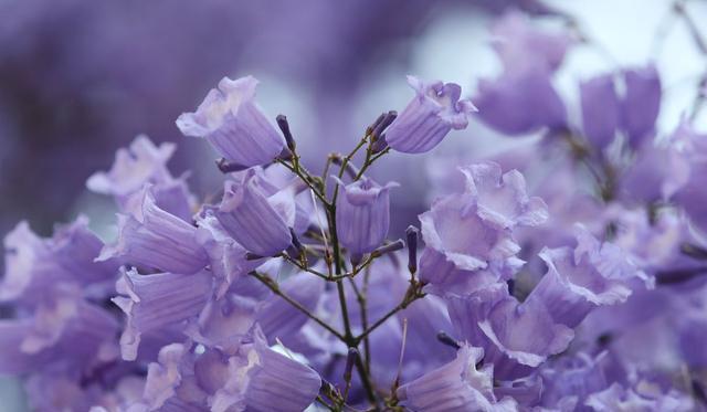 电控硅油风扇工作原理_电控硅油风扇工作原理_电控硅油风扇工作原理