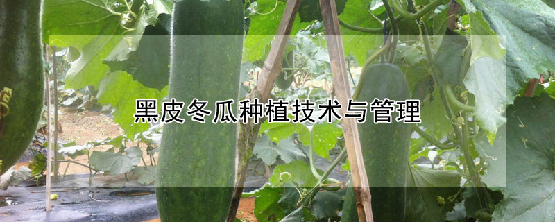 黑皮冬瓜种植技术与管理