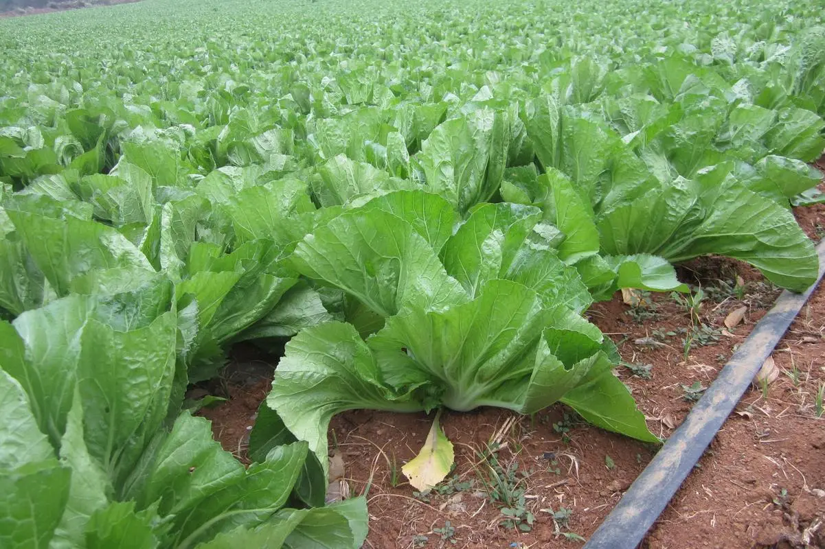 芥菜长什么样子？芥菜绝美图片集大赏