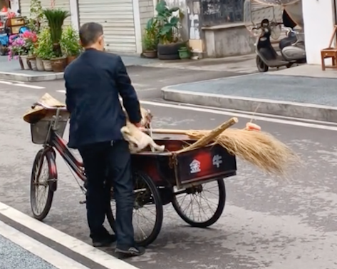 狗狗每天都等待扫地大爷，求载它逛街溜一圈