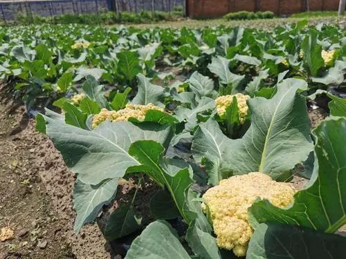 菜花是什么植物长出来的？探究这朵蔬菜之花的植物学真相