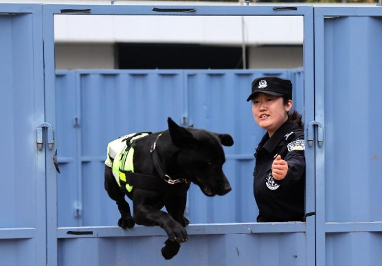 西安首位女子警犬训导员刘琳 她想训练出一只“功勋犬”