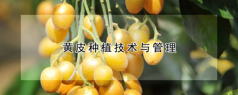 黄皮种植技术与管理