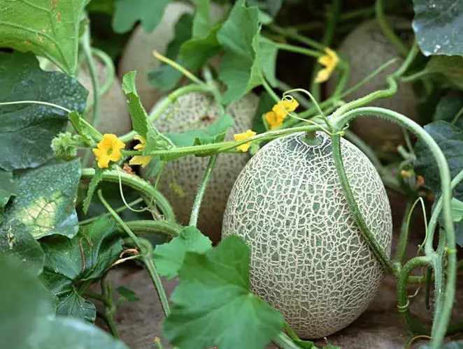 哪些地区可以种植哈密瓜?哈密瓜的种植条件和种植地区介绍。