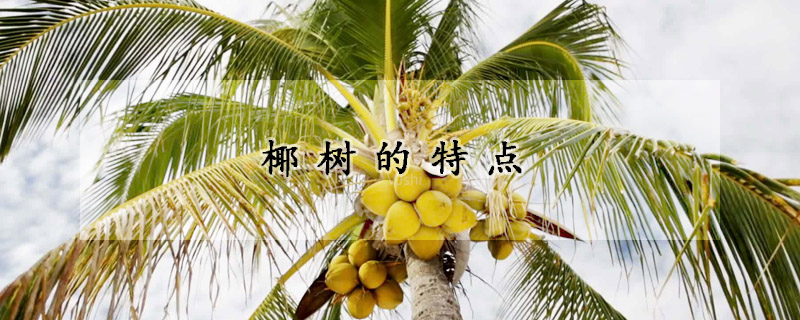 椰树的特点