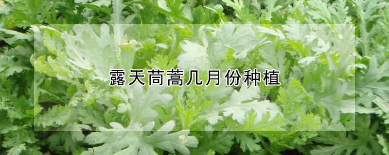 露天茼蒿几月份种植