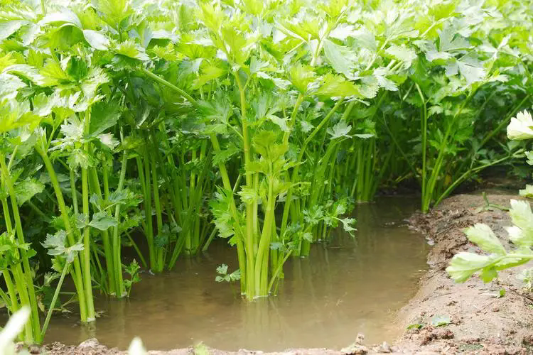 芹菜可以用尿素吗？芹菜施用什么肥料好。