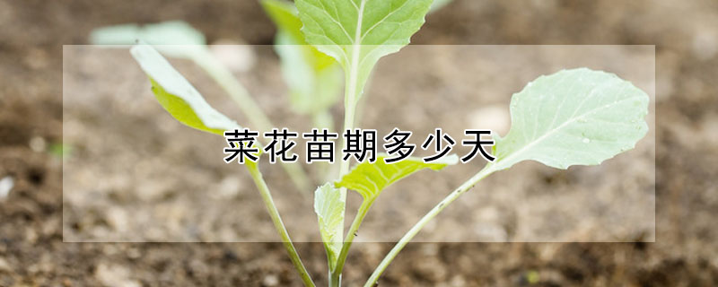 菜花苗期多少天