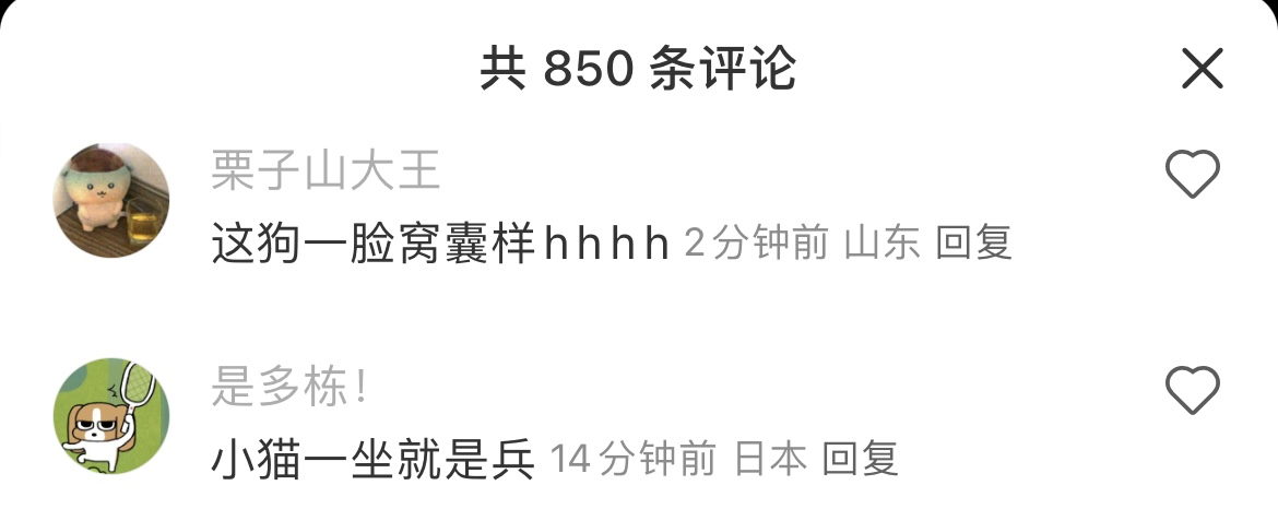 狗狗拆家被猫咪教训了！