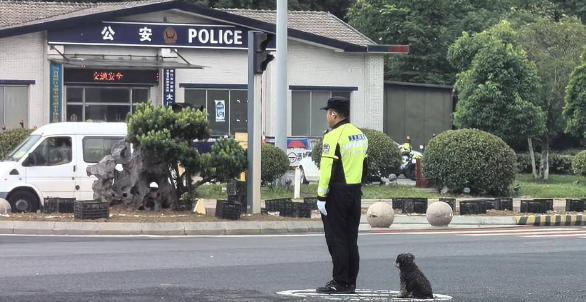 流浪狗365天陪交警执勤，背后的故事令人感动