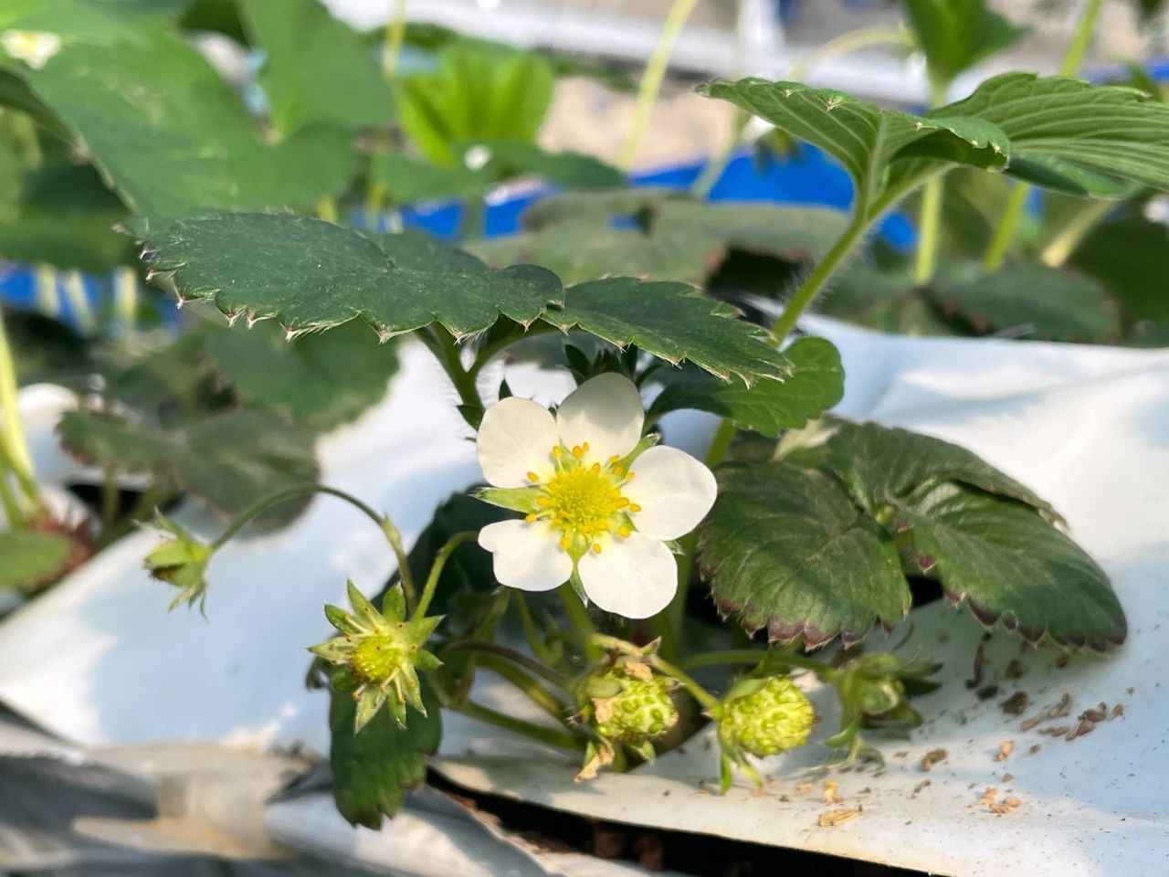 安装系统找不到硬盘怎么办_安装系统多少钱一次_pear os系统安装