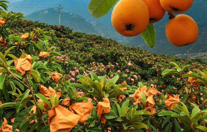 种植枇杷是在平地好还是山地好?