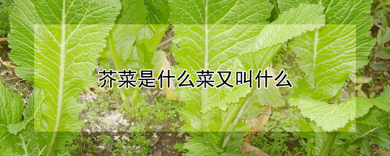 芥菜是什么菜又叫什么