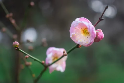 赞美花的句子发朋友圈心情（欣赏心情与花开的美句）