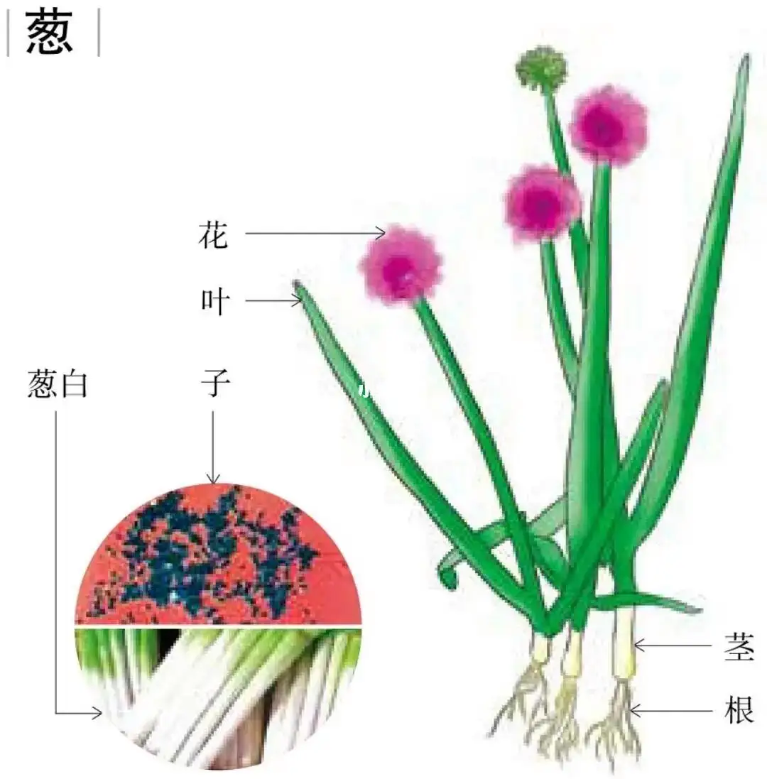 葱的身份之谜：葱是根还是茎还是果实植物？