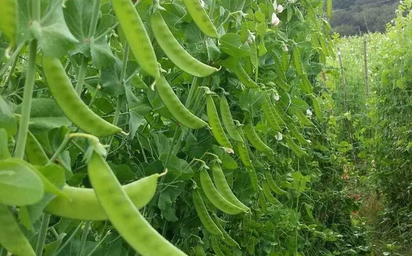 荷兰豆种植用什么肥料好？