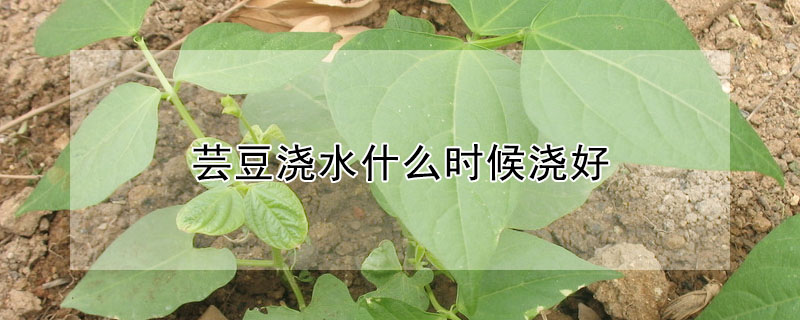 芸豆浇水什么时候浇好