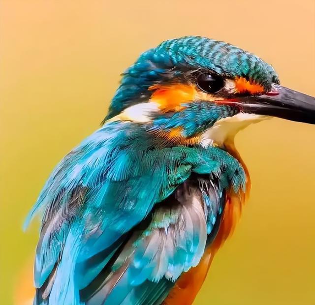 表情包语言_qt tabbar 语言包_语言包位置