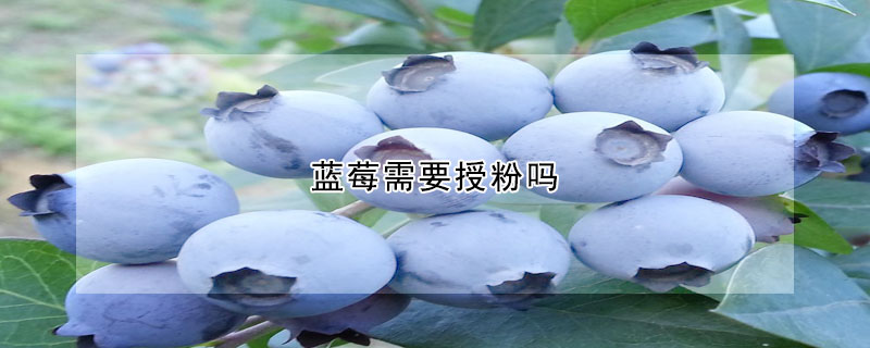 蓝莓需要授粉吗